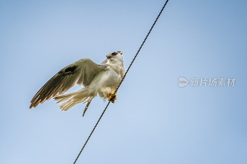 小黑肩鸢(Elanus axillaris)